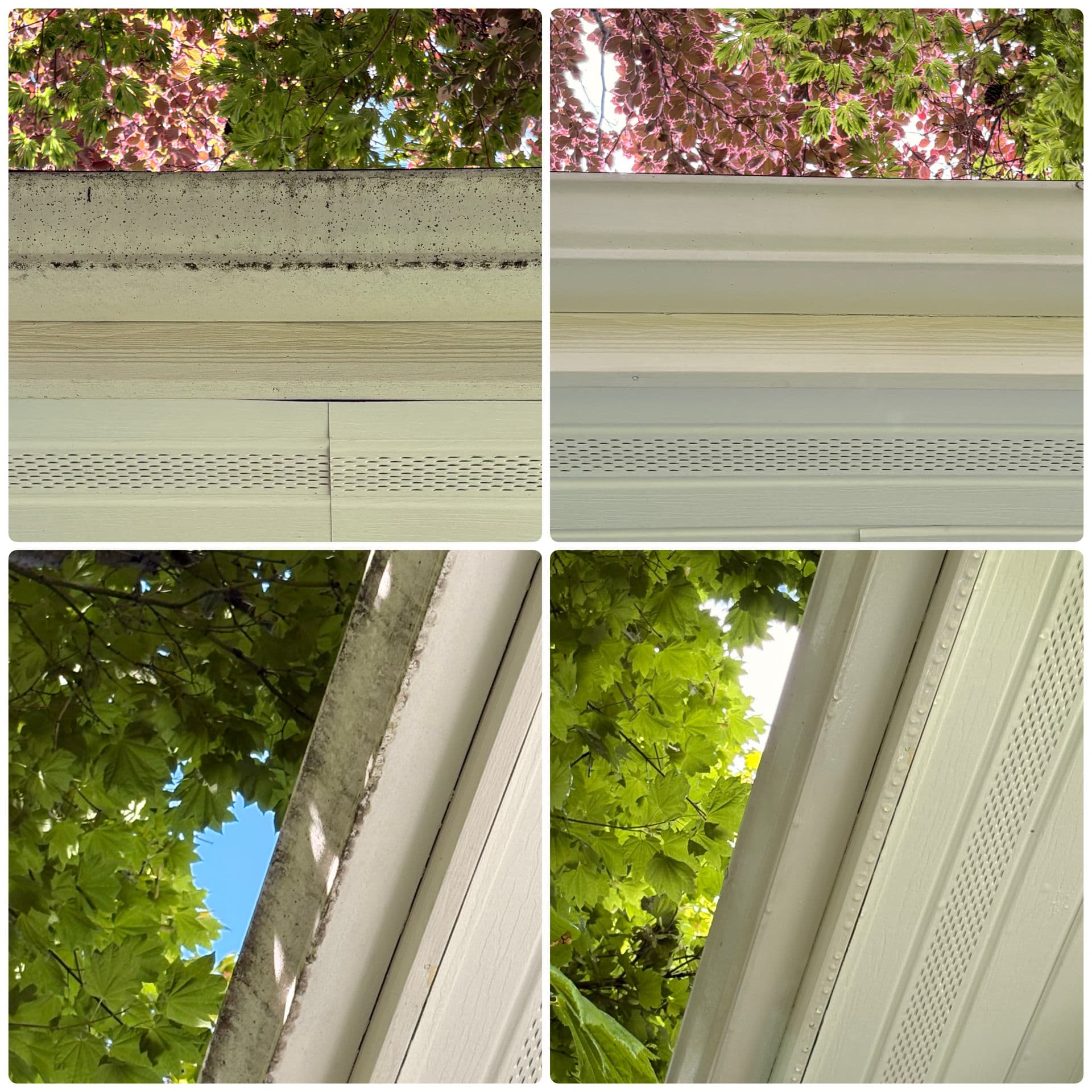 Gallery photos for Moss and Algae Don't Just Look Bad - They Cause Real Damage: Image #1
